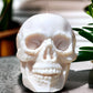Skull Candle - Medium